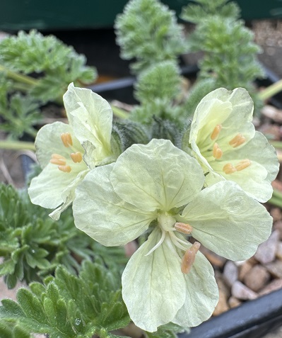 Erodium chrysanthum 'Arcadia'