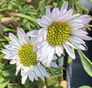 Erigeron scopulinus 