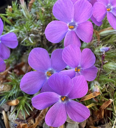Phlox douglasii 'Violet Queen'