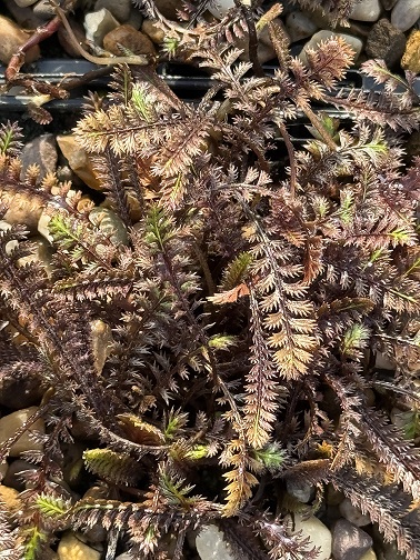 Leptinella 'Platts Black'