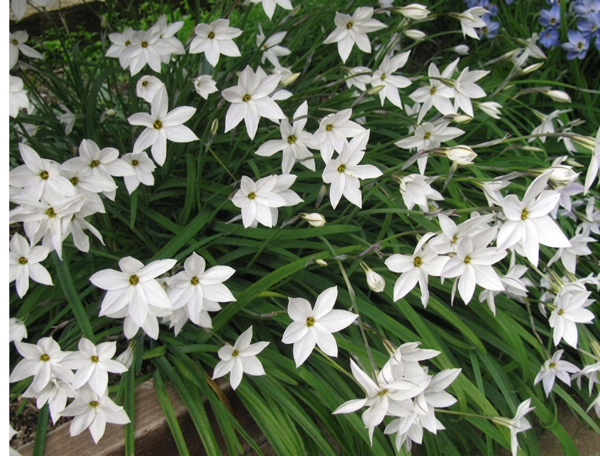 Ipheion uniflorum 'Alberto Castillo' 