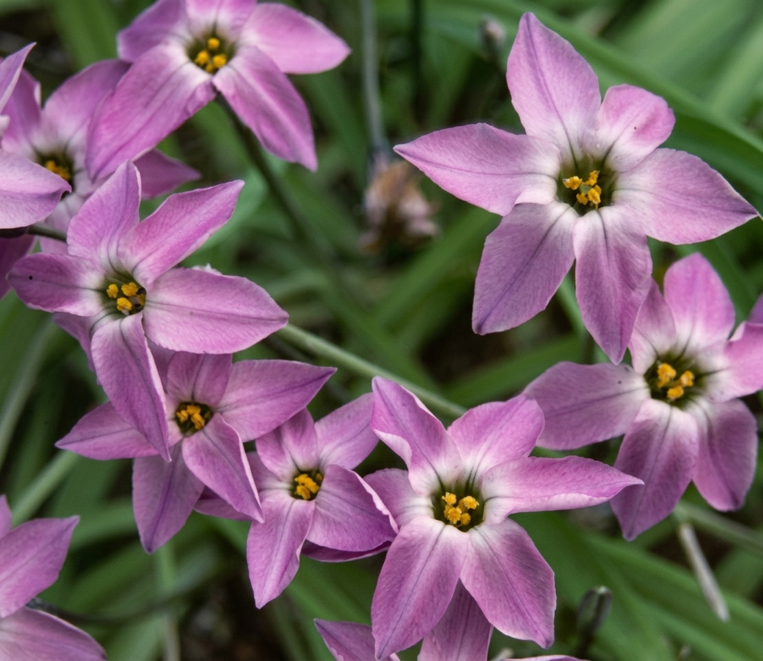Ipheion uniflorum 'Charlotte Bishop'