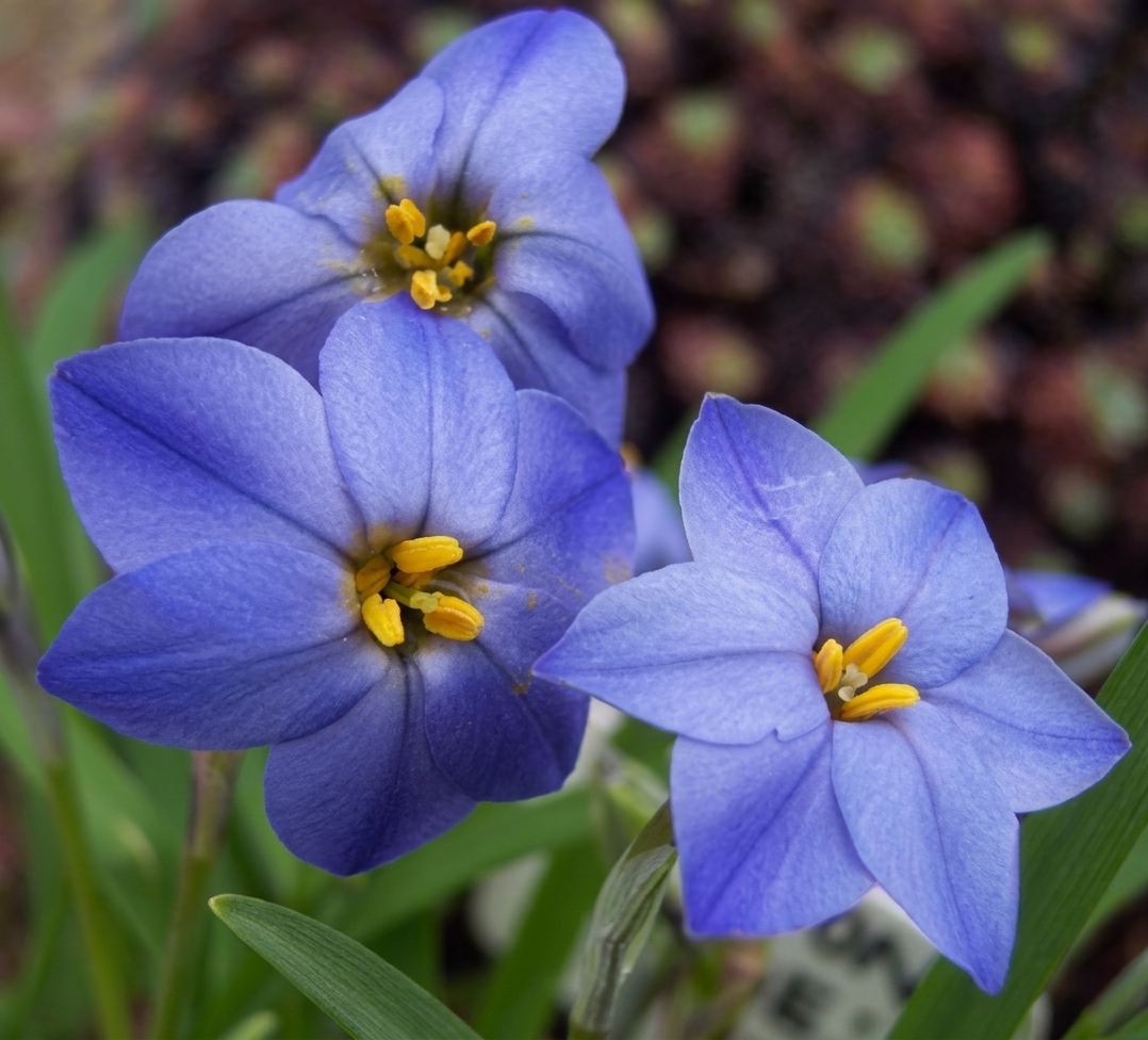 Ipheion Jessie 