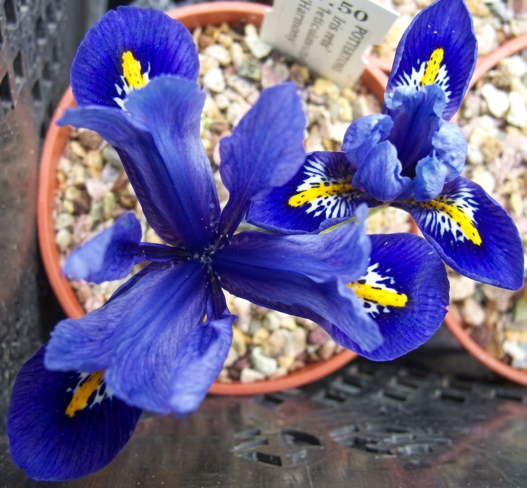 Iris reticulata 'Harmony' 