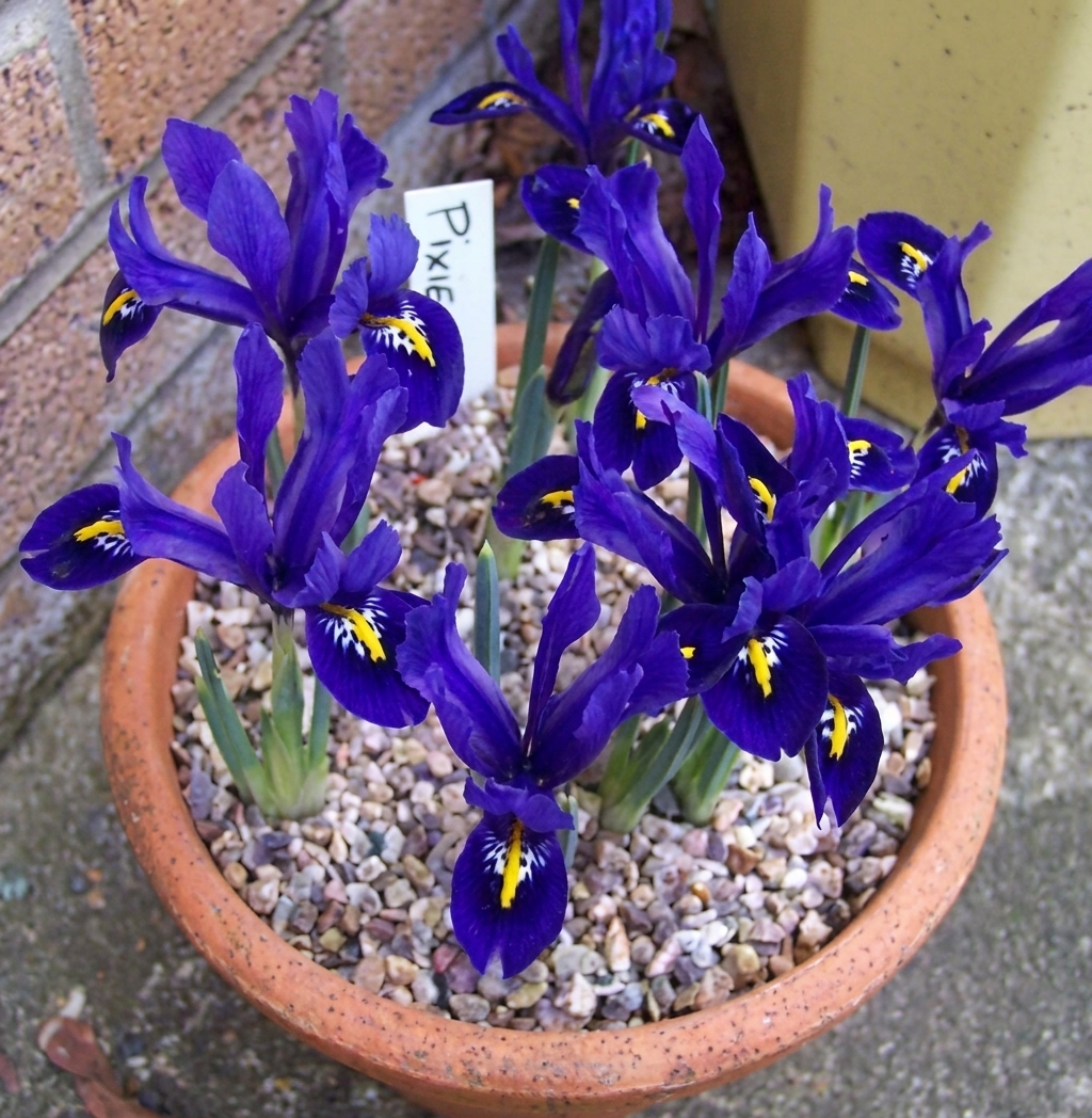 Iris reticulata 'Pixie'