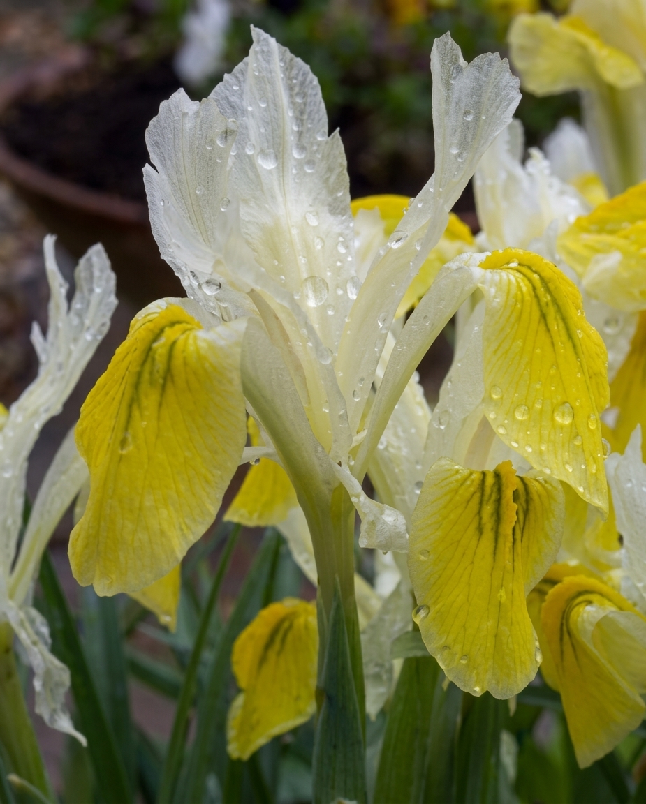 Iris bucharica 