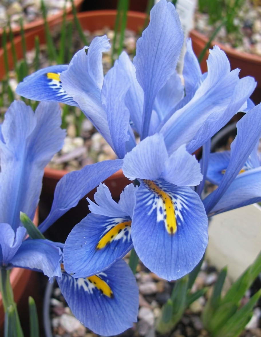 Iris reticulata 'Alida' 