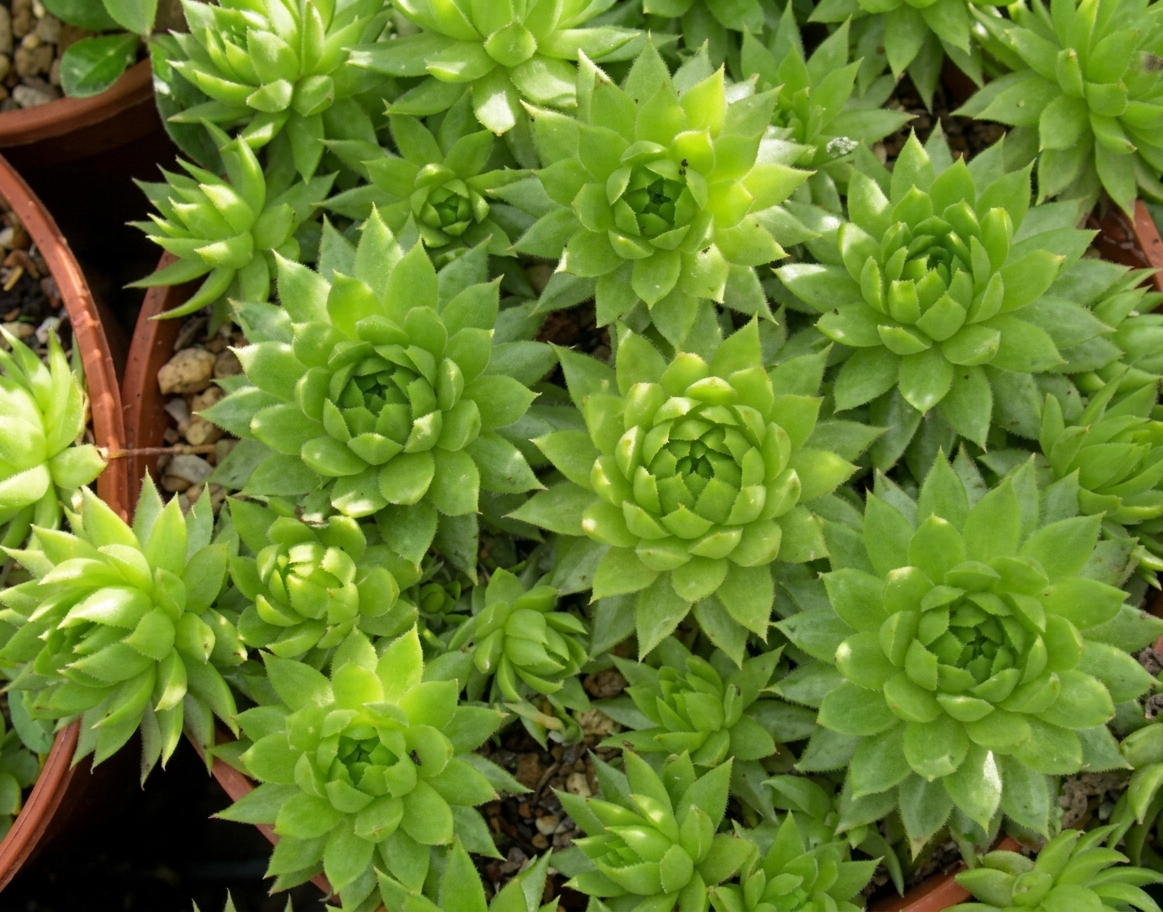 Jovibarba allionii 