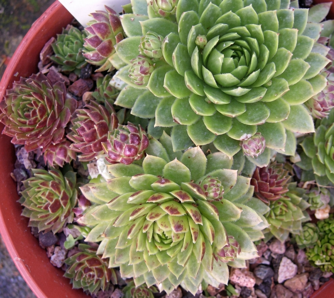 Jovibarba sobolifera 