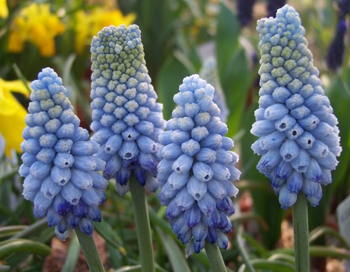 Muscari armeniacum 'Valerie Finnis' 