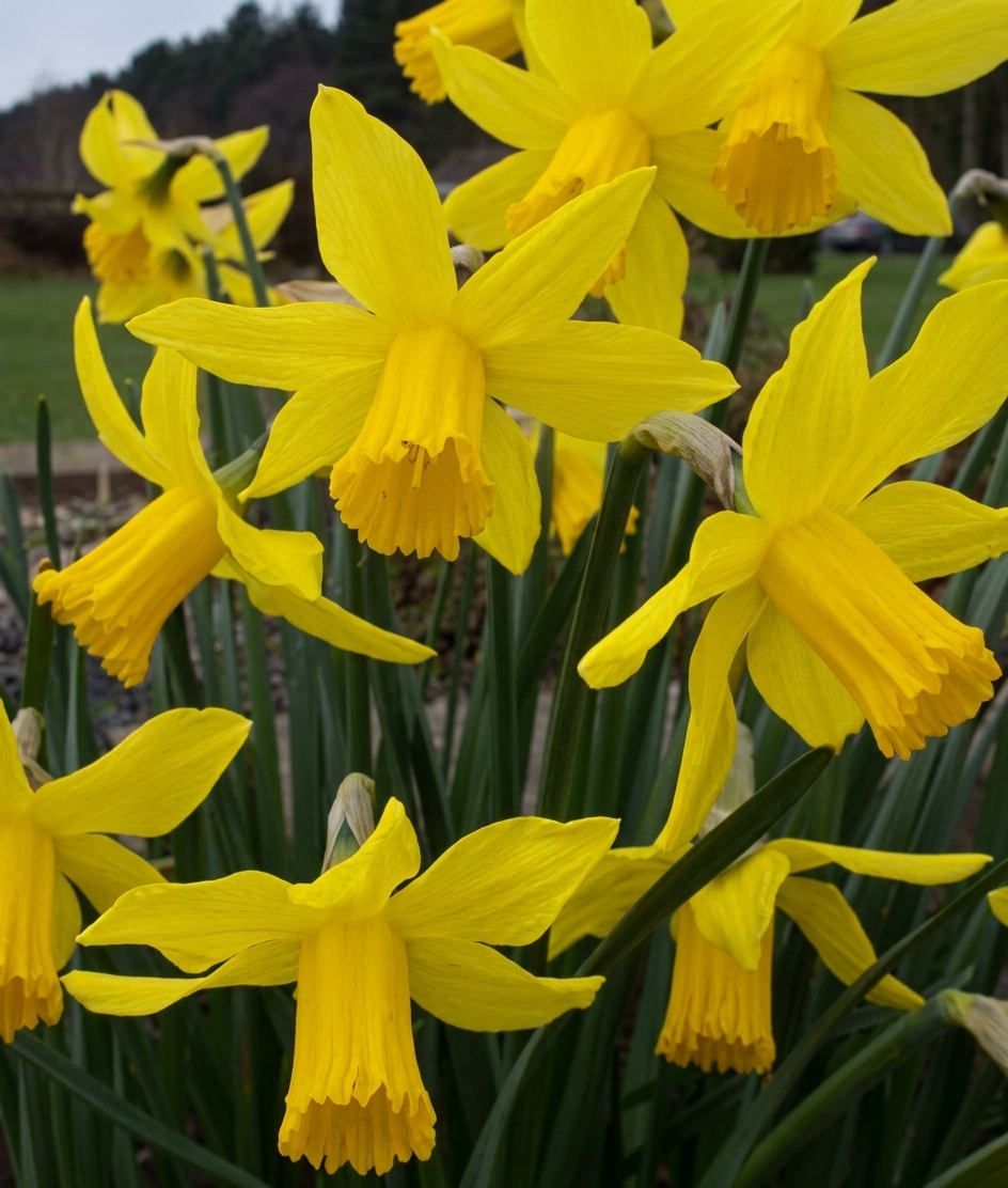 Narcissus cyclamineus 'February Gold' 