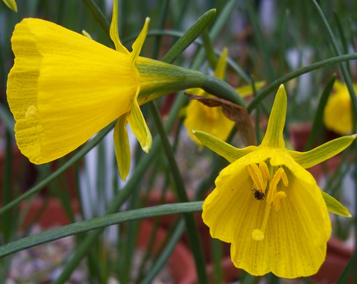 Narcissus bulbocodium 'Golden Bells' 