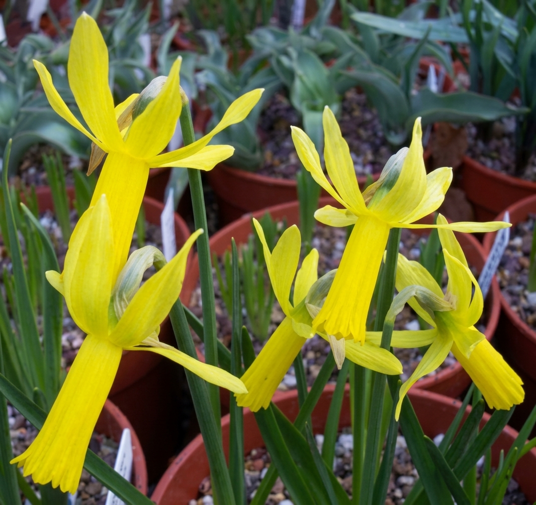 Narcissus cyclamineus 'Mite' 