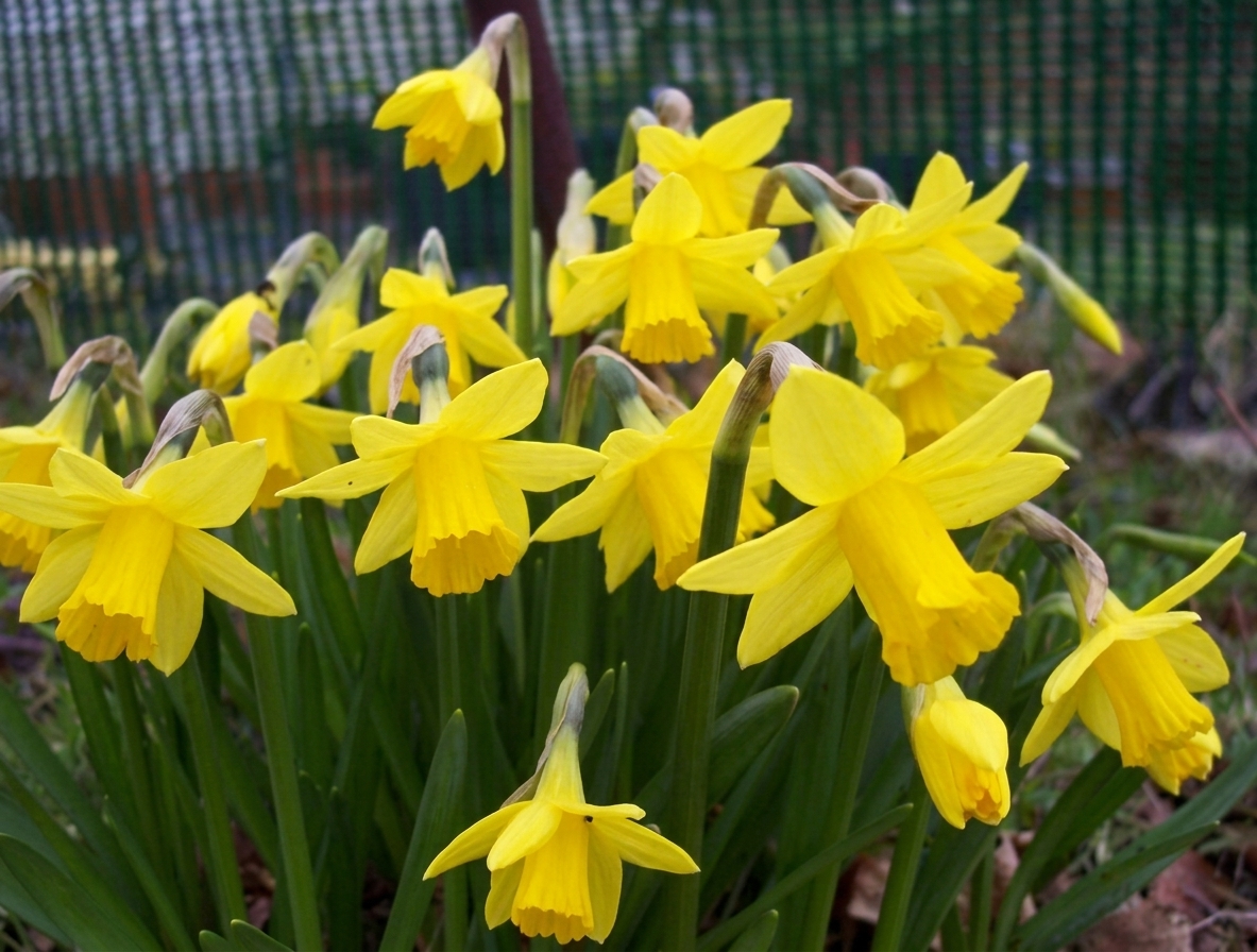 Narcissus cyclamineus 'Tete-a-Tete' 