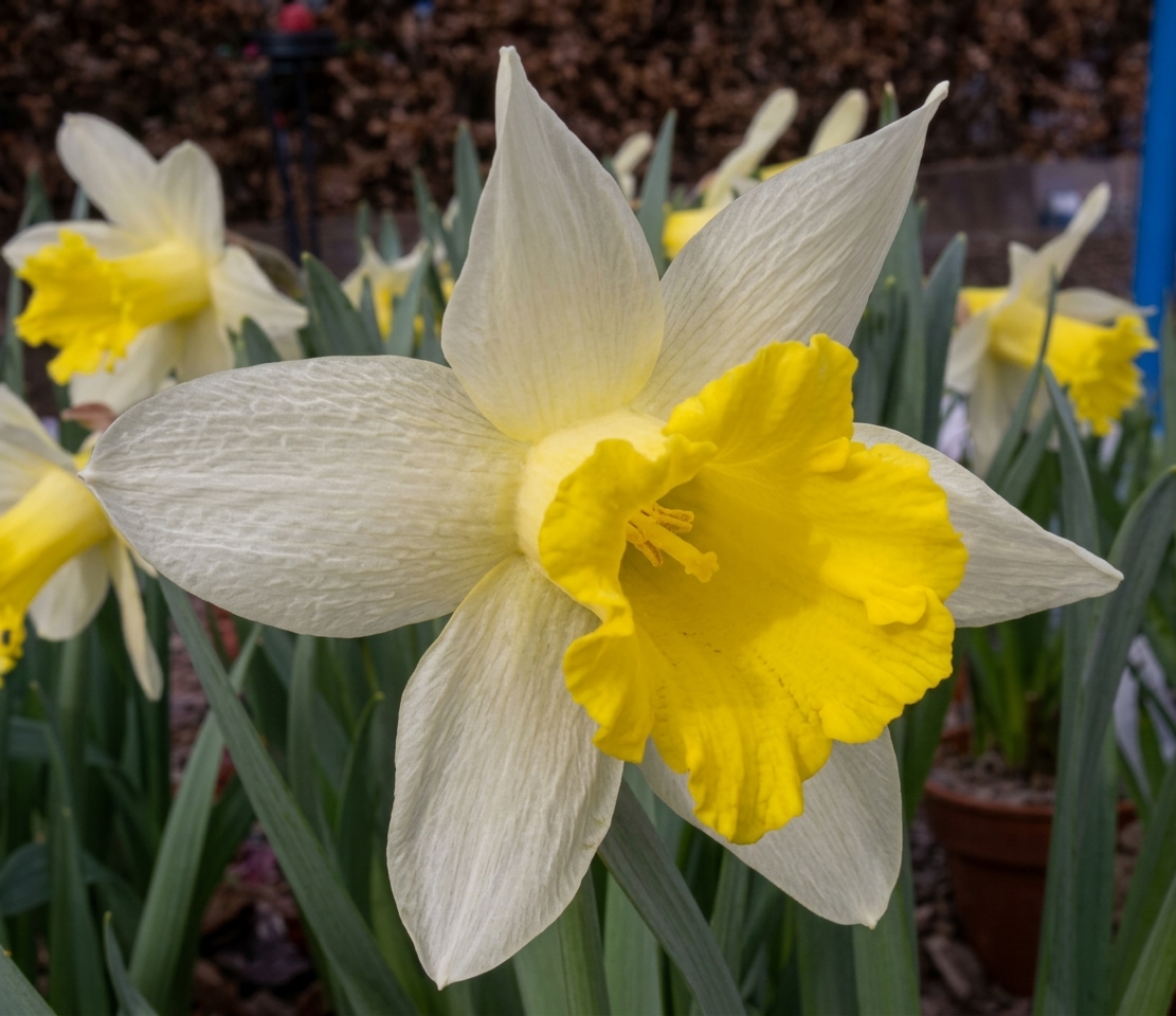 Narcissus Topolino 