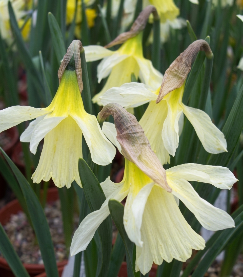 Narcissus W.P. Milner