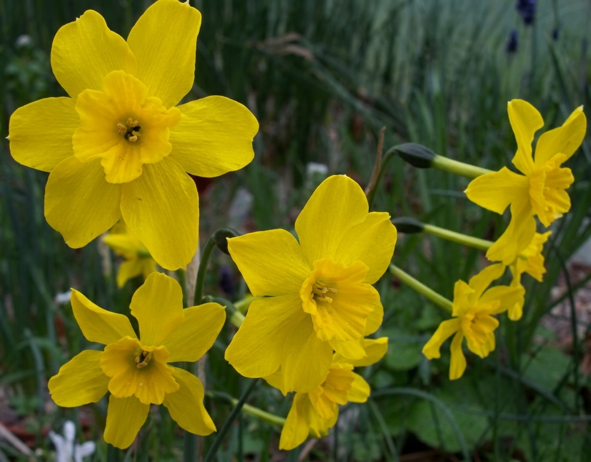 Narcissus cordubensis