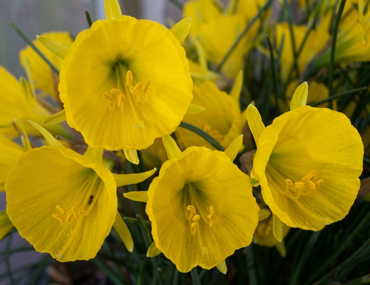 Narcissus obesus