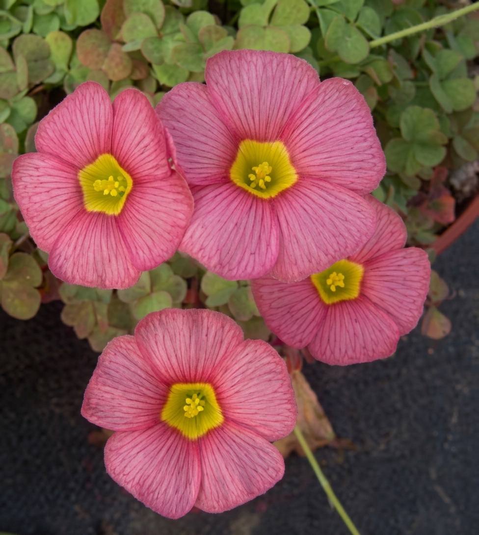 Oxalis obtusa 