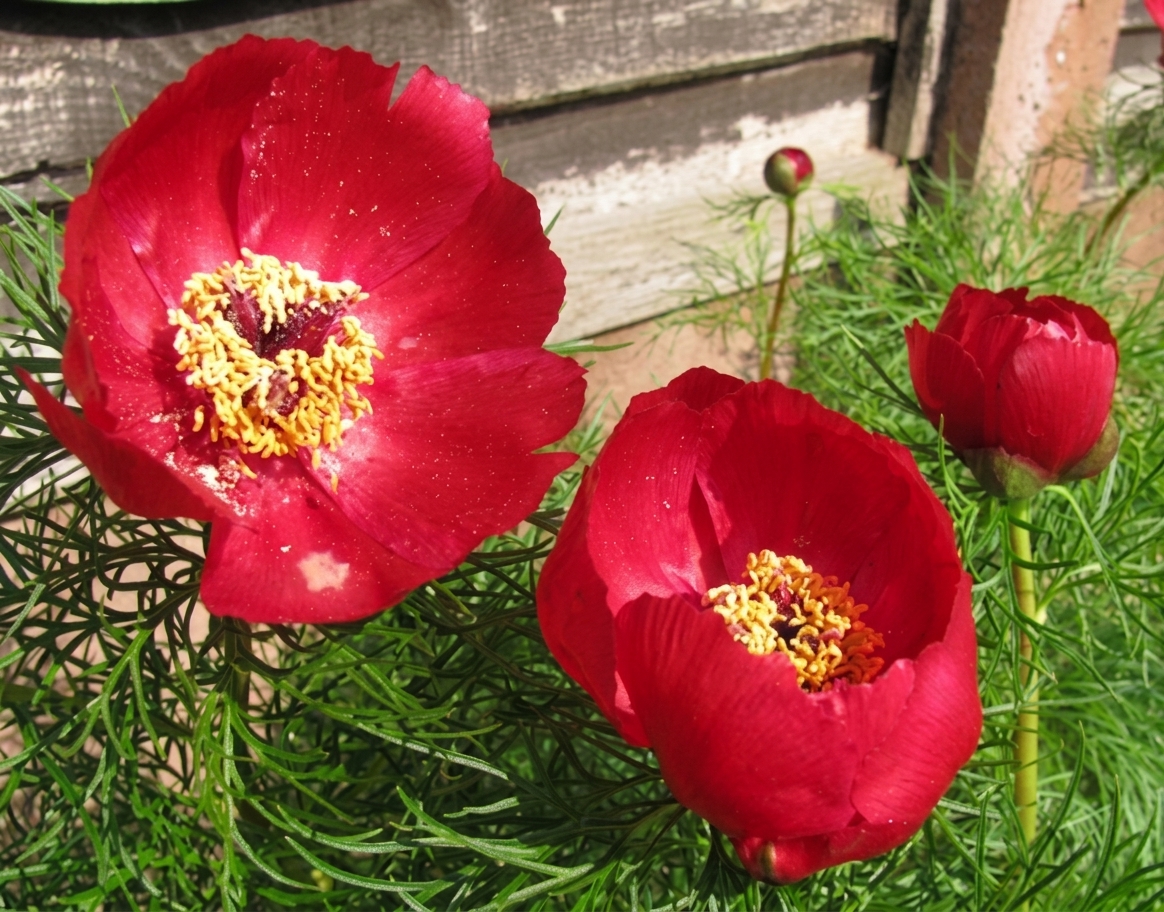 Paeonia tenuifolia 