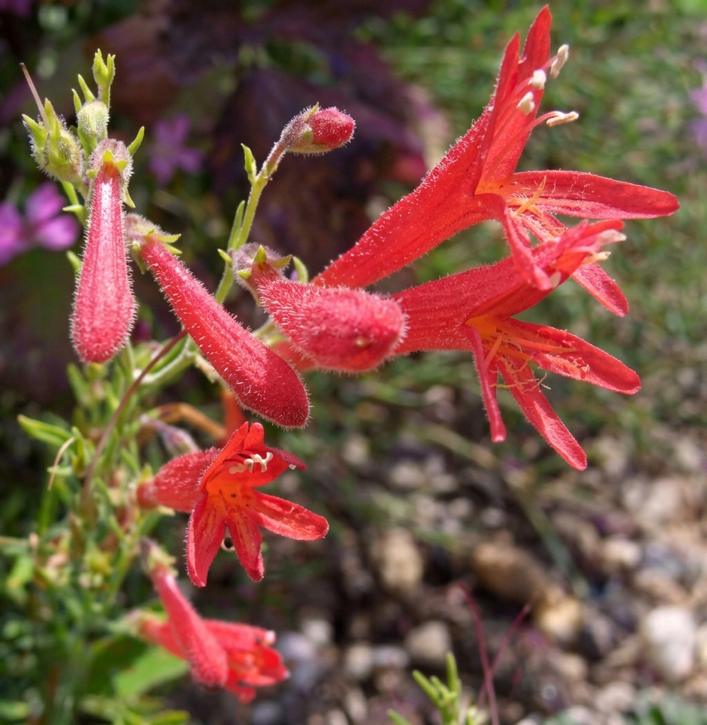 Penstemon pinifolius 