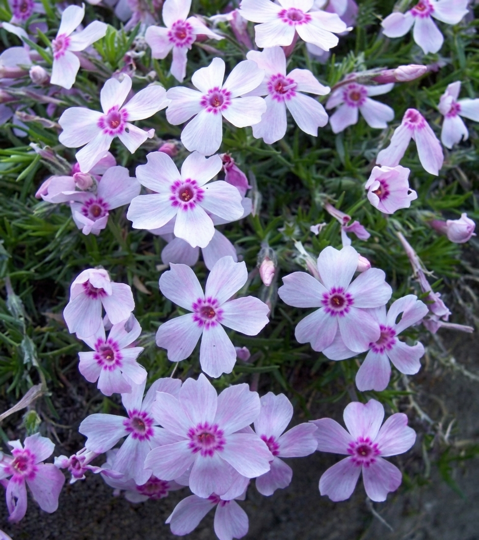 Phlox 'Kellys Eye' 