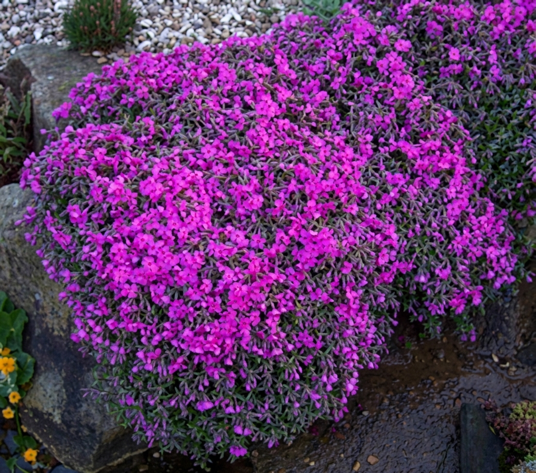 Phlox subulata 'McDaniels Cushion' 