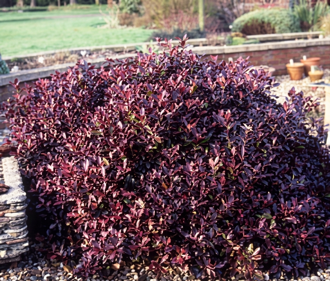 Pittospermum 'Tom Thumb'