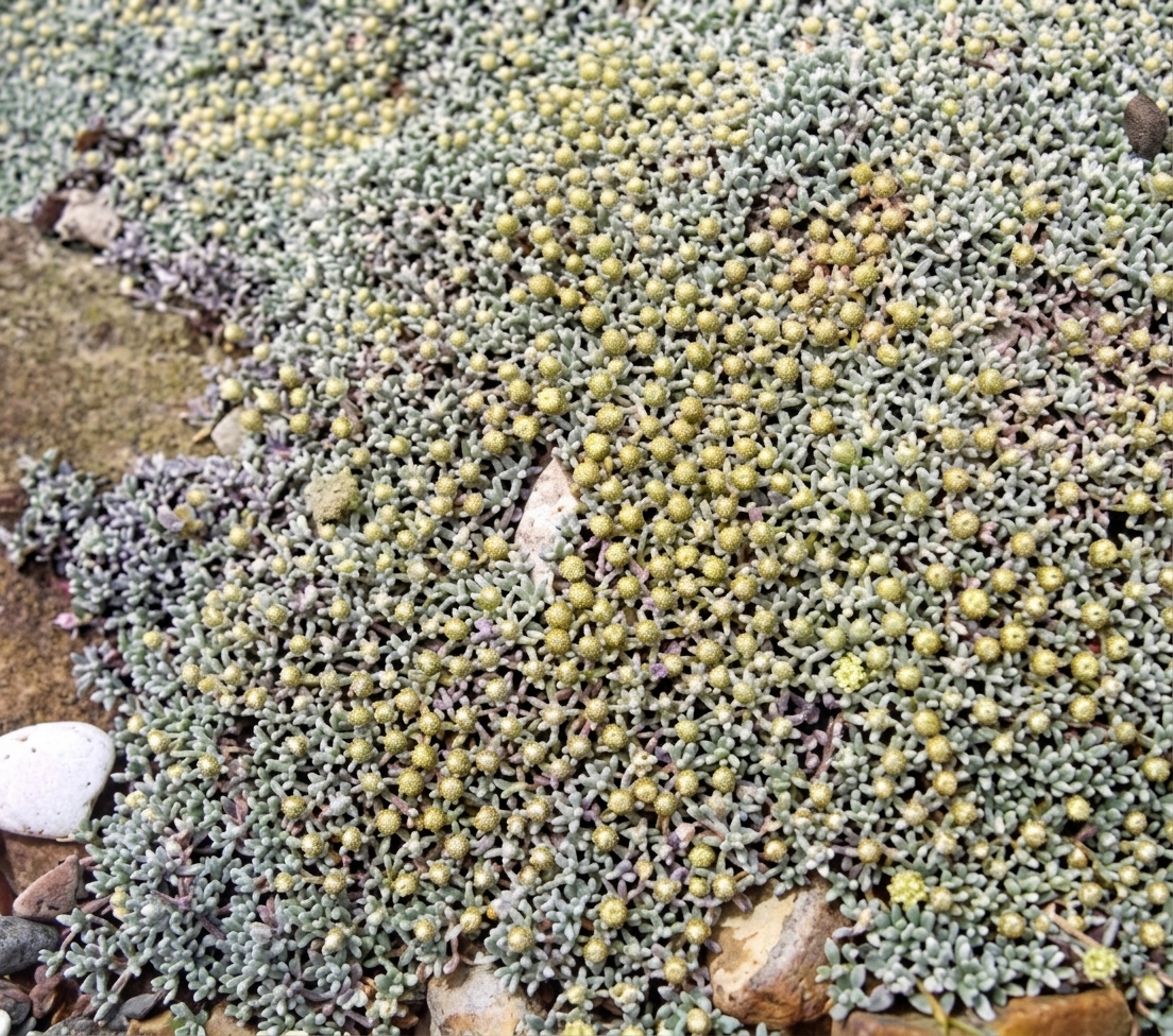 Raoulia australis 