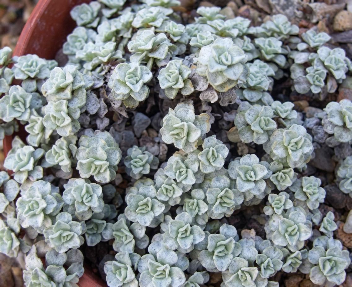 Raoulia hookeri 