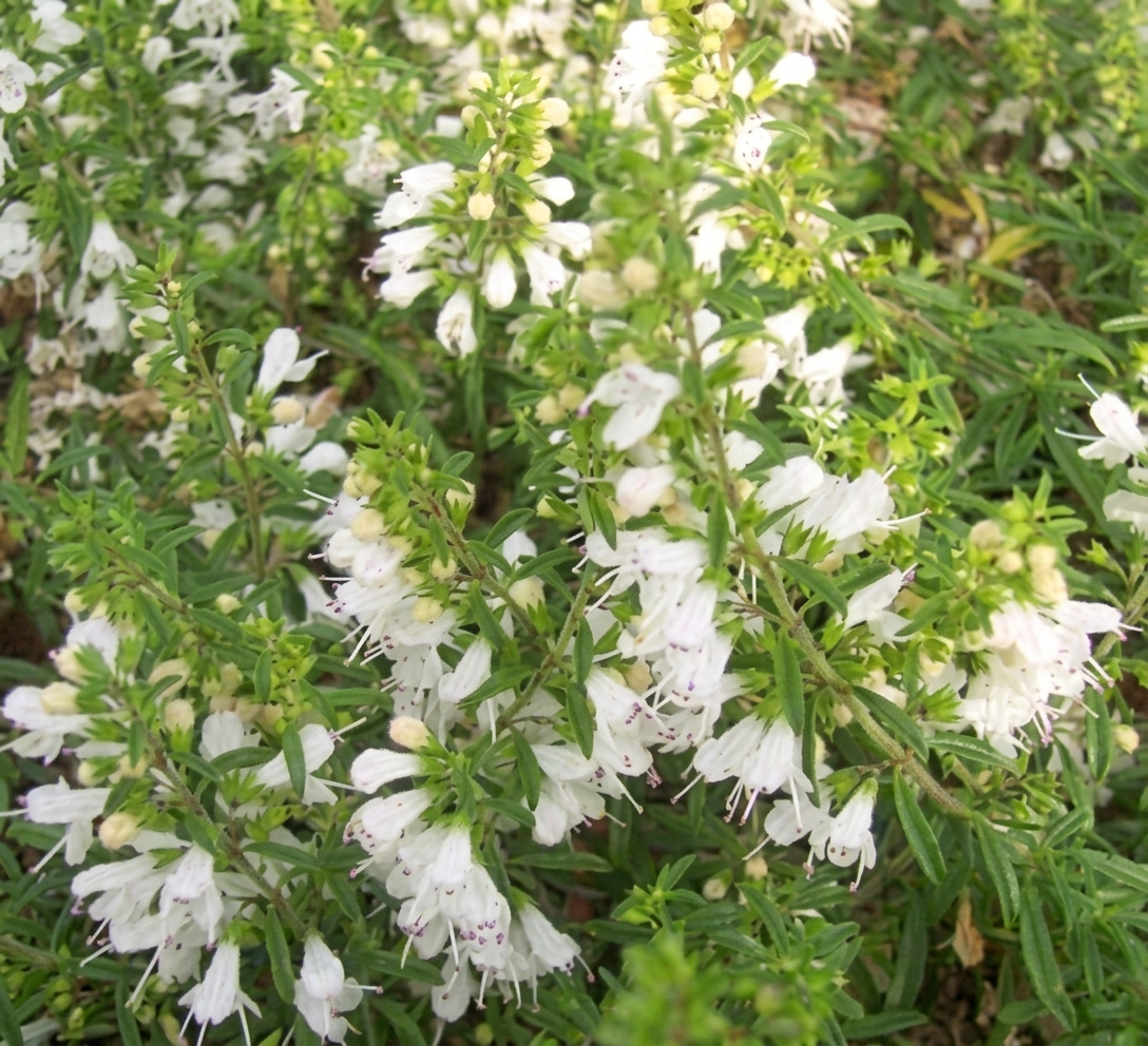 Satureja spicigera 