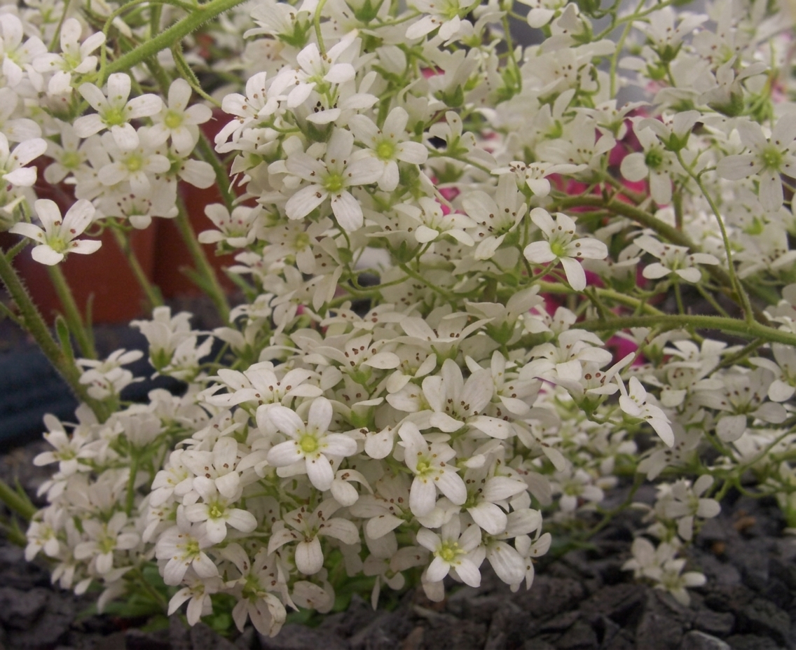 Saxifraga 'Francis Cade'
