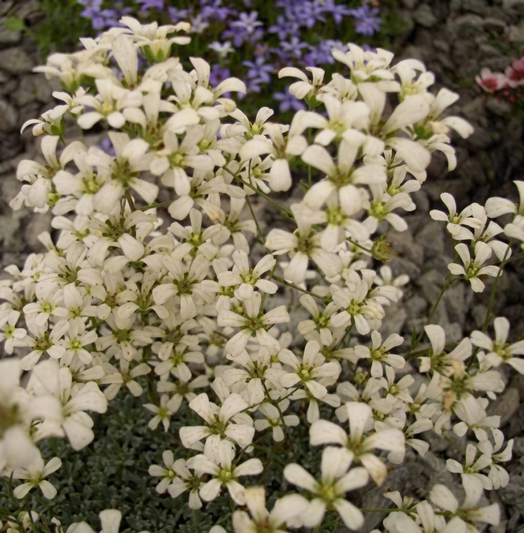 Saxifraga cochlearis 'Probynii' 