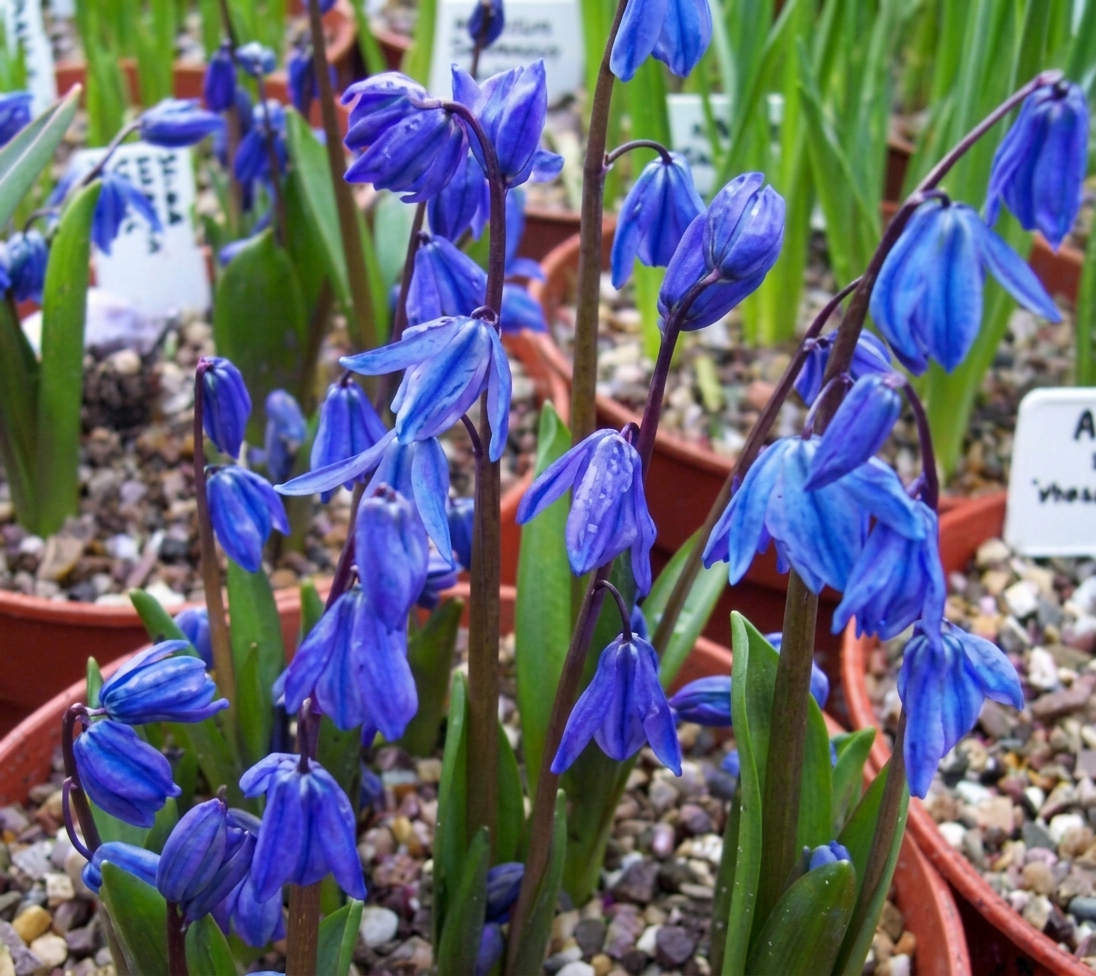 Scilla siberica 'Spring Beauty' 