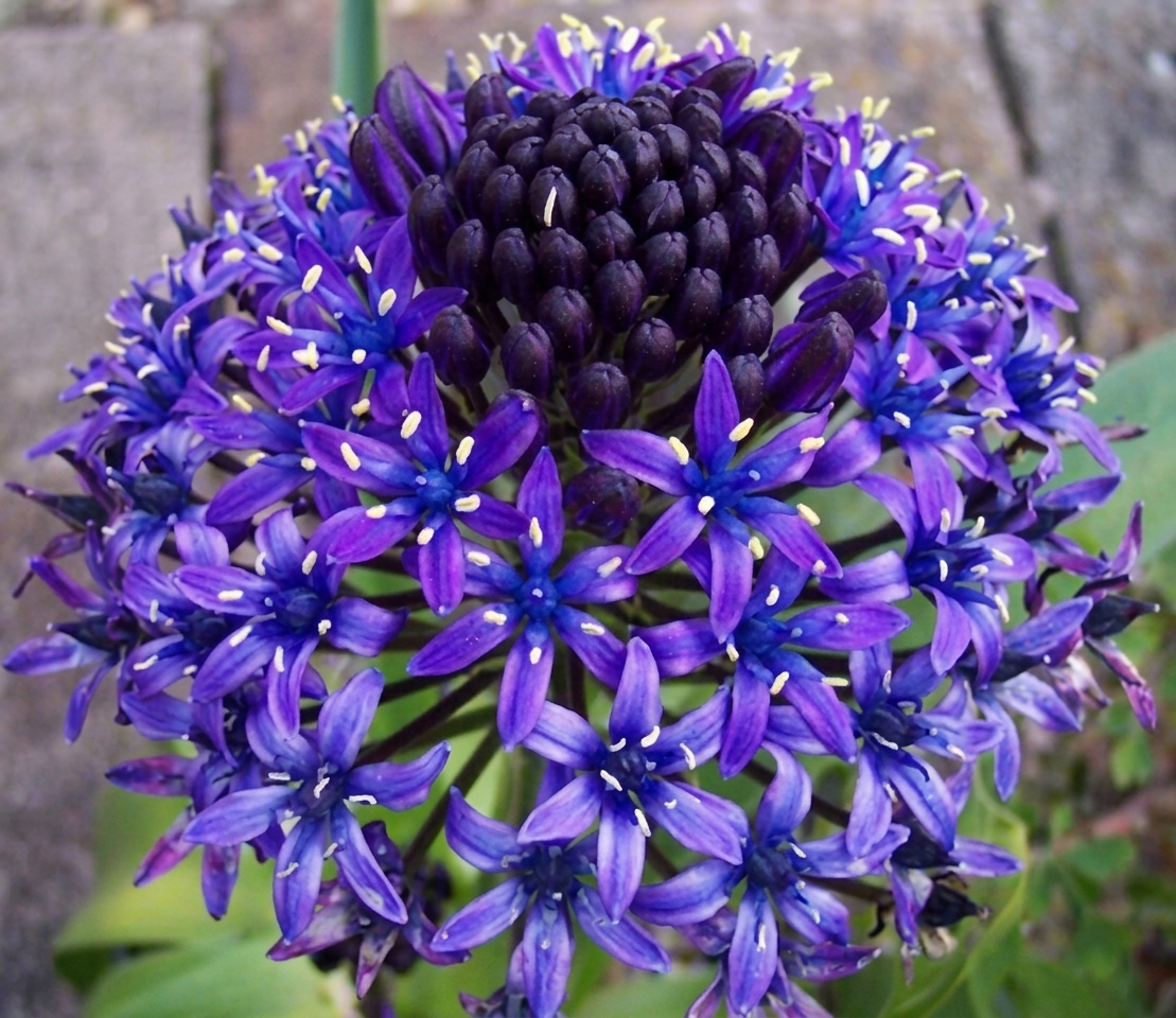 Scilla peruviana 