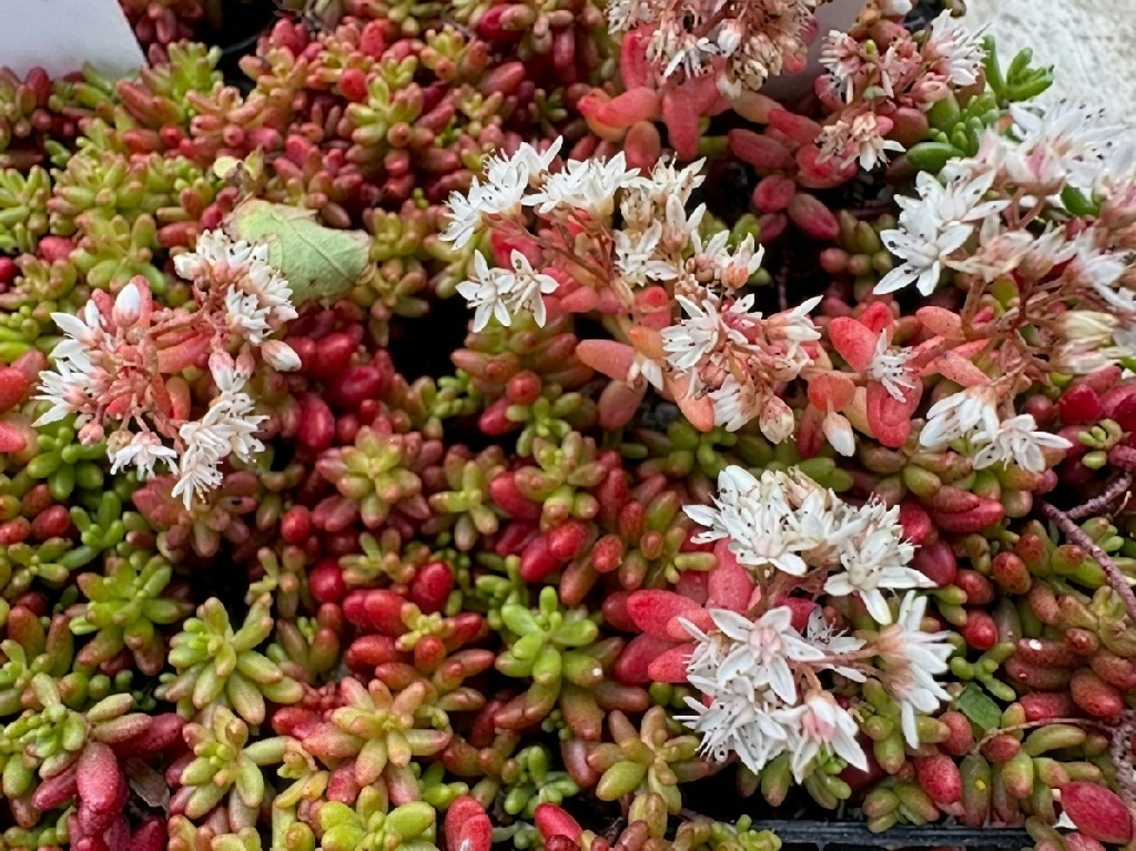 Sedum album 'Coral Carpet'