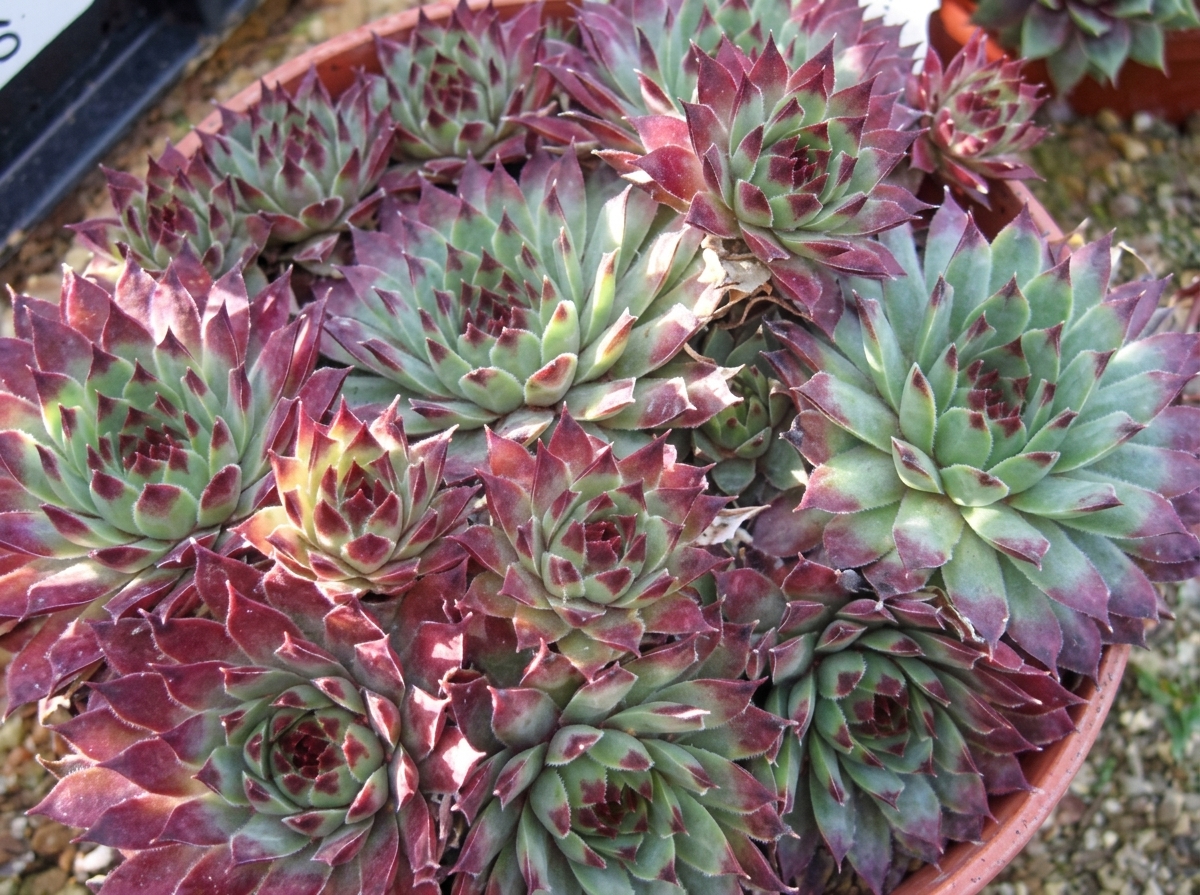 Sempervivum calcareum 
