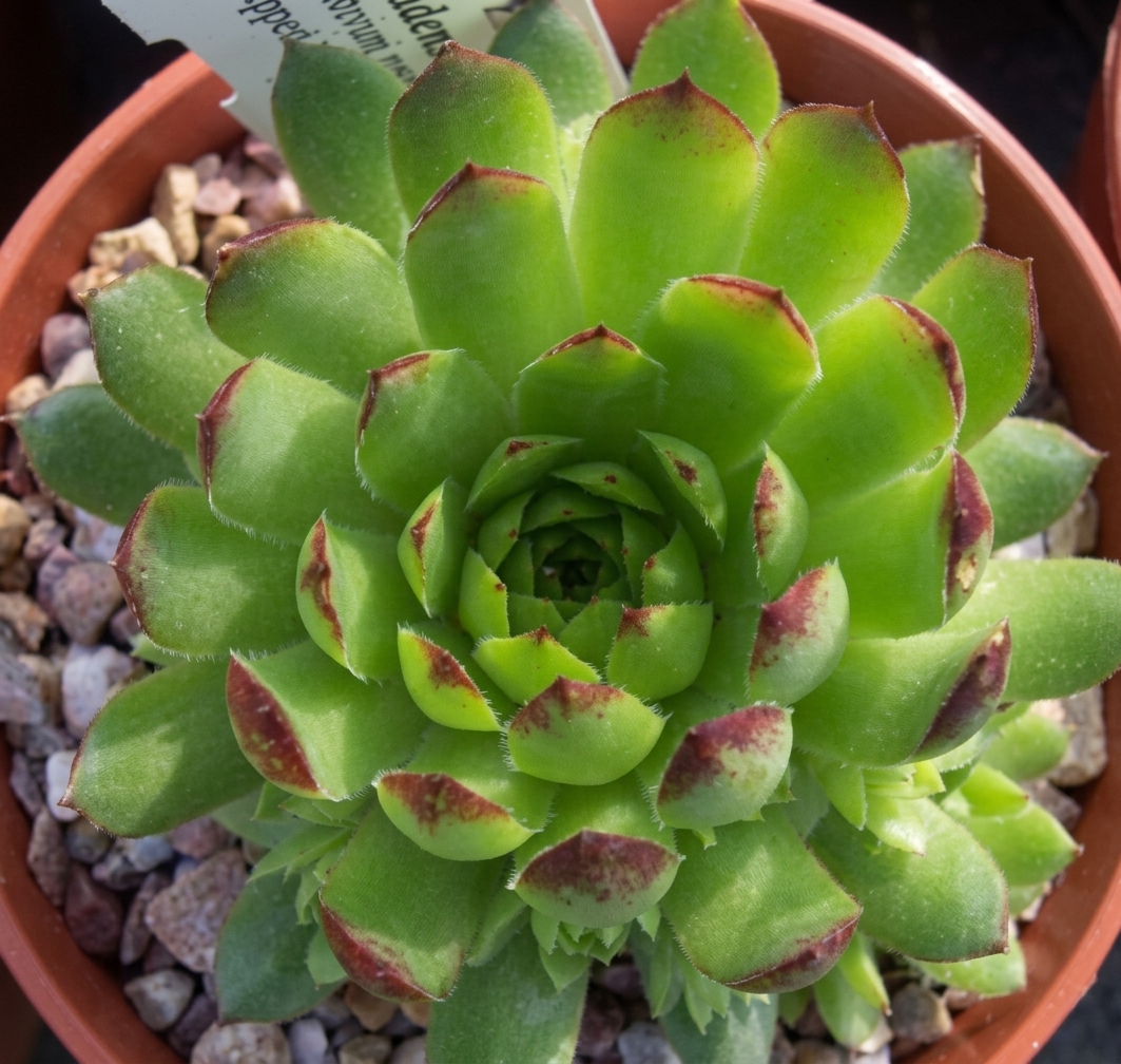 Sempervivum nevadense