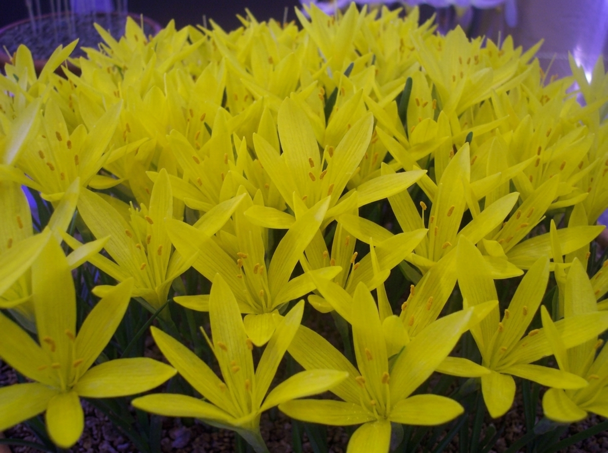 Sternbergia sicula 
