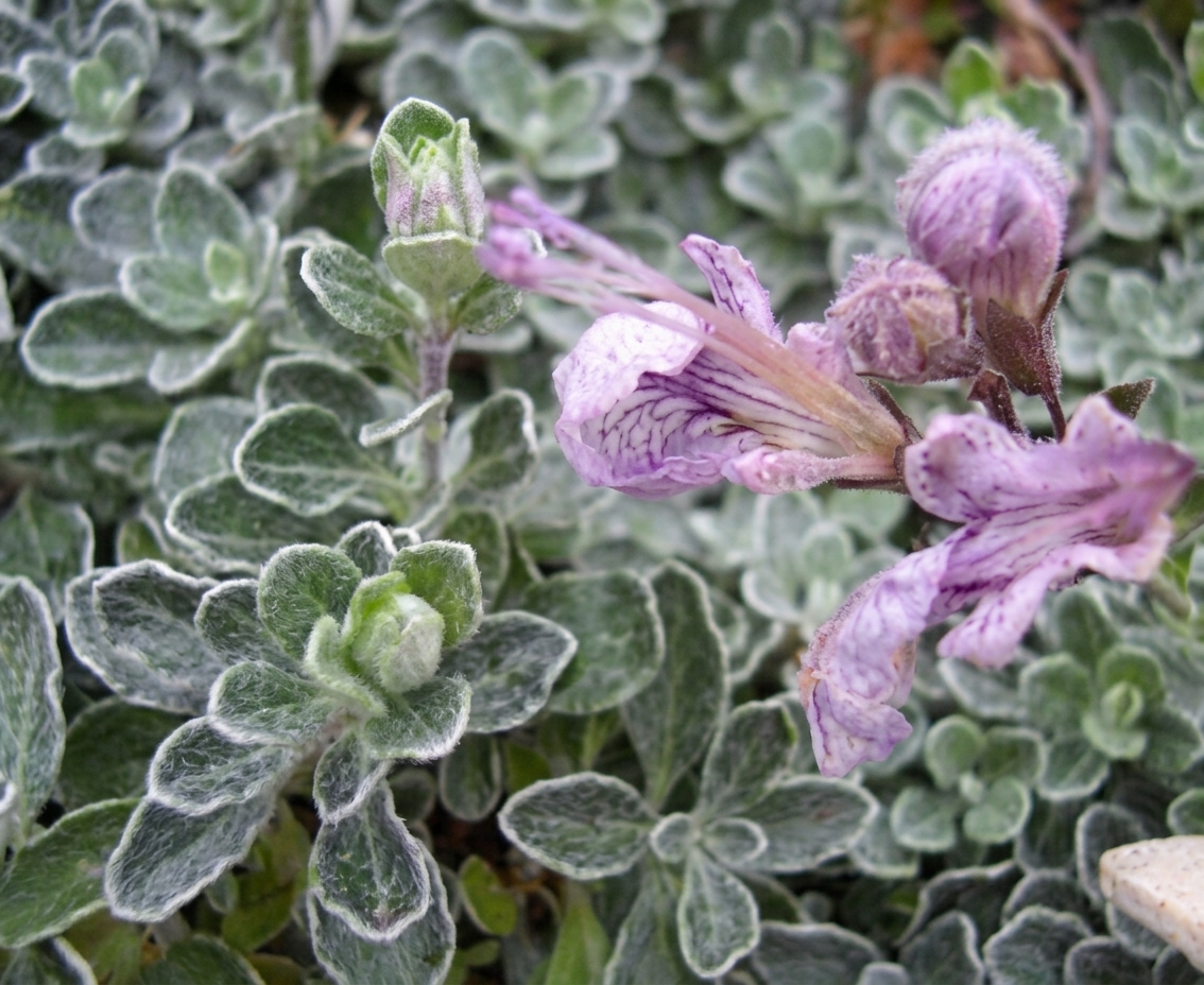 Teucrium aroanium