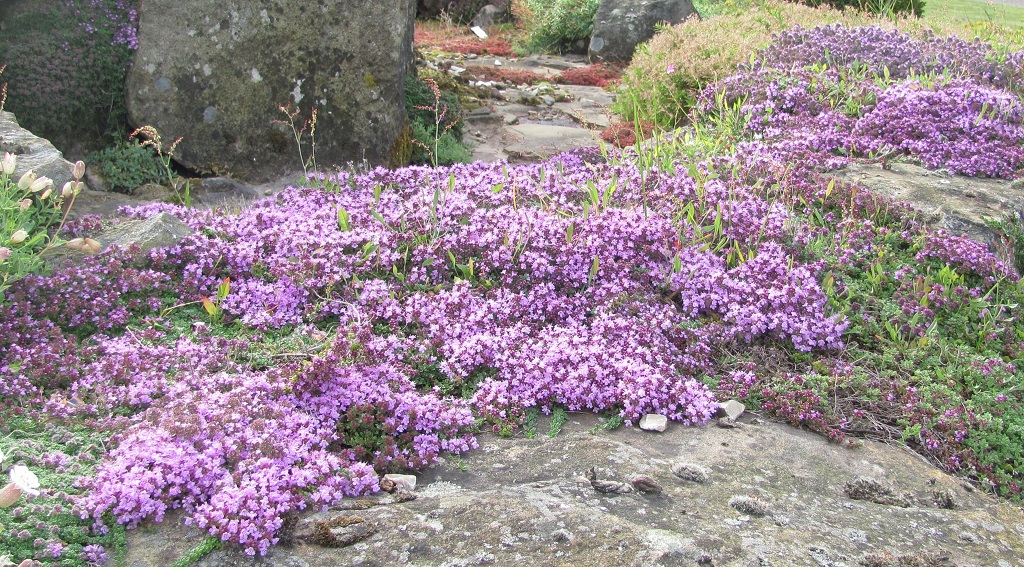10 Thymus Selection
