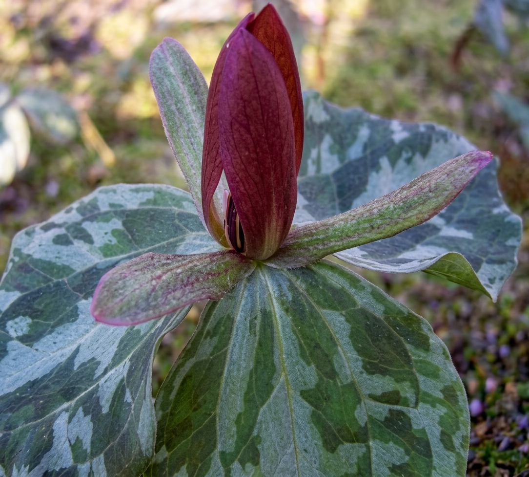 Trillium cuneatum hybrid (delivery in Autumn)