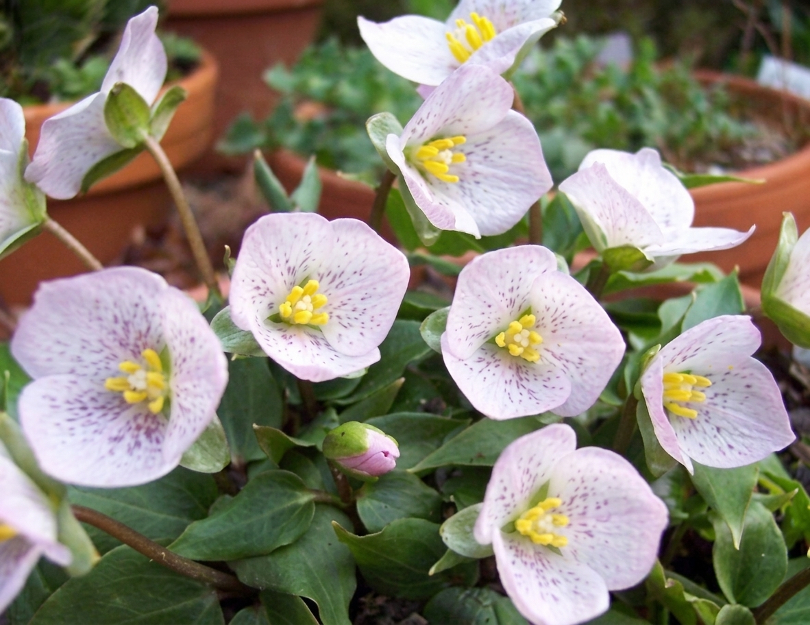 Trillium rivale  (deliver in Autumn)