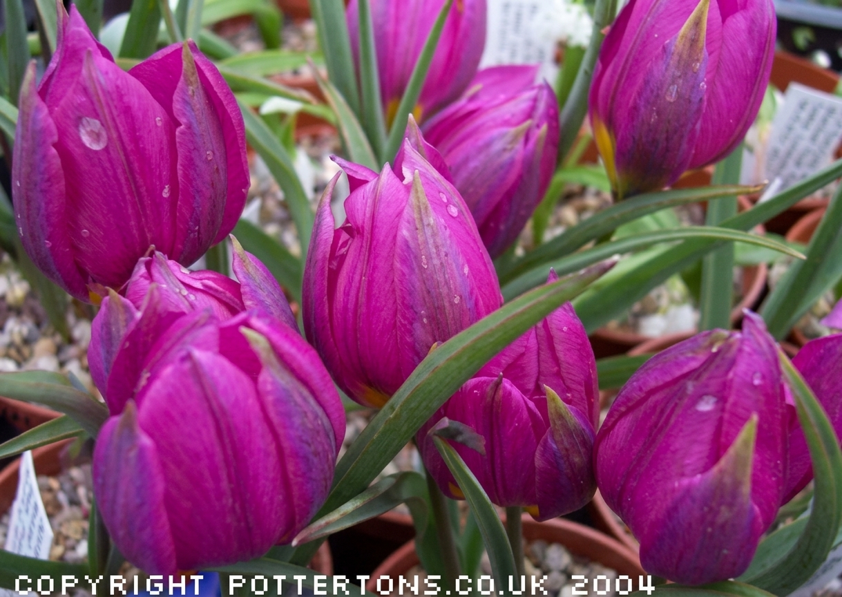 Tulipa humilis var. pulchella 'Violacea Yellow Base'