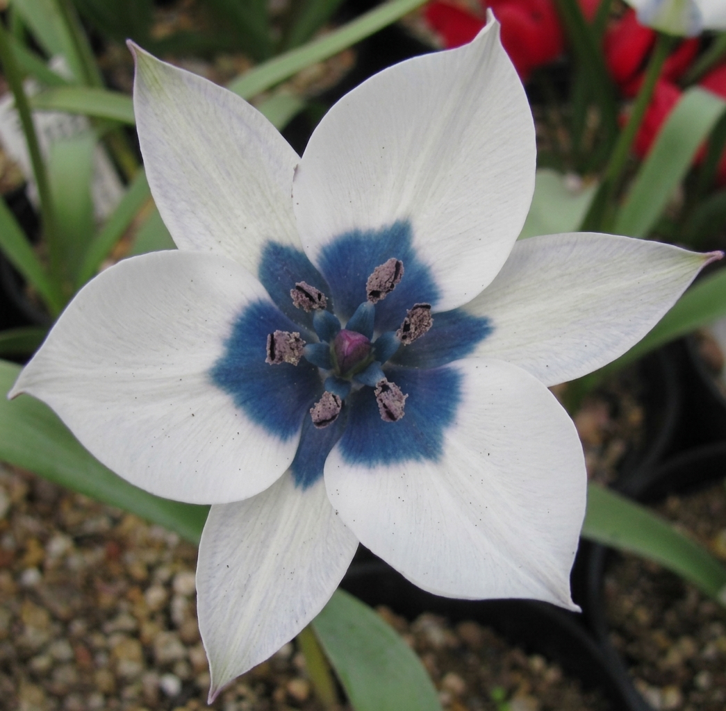 Tulipa humilis var. pulchella 'Albocaerulea Oculata' 