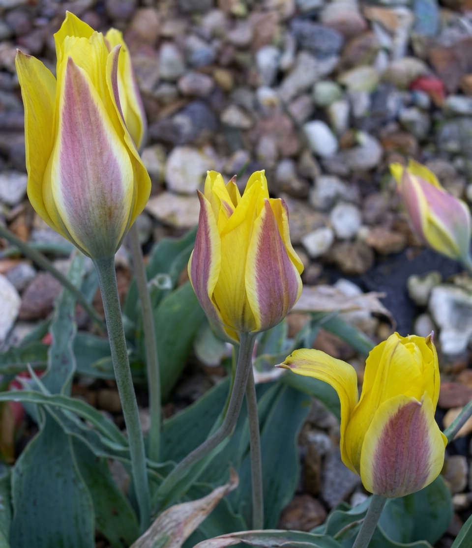 Tulipa iliensis 