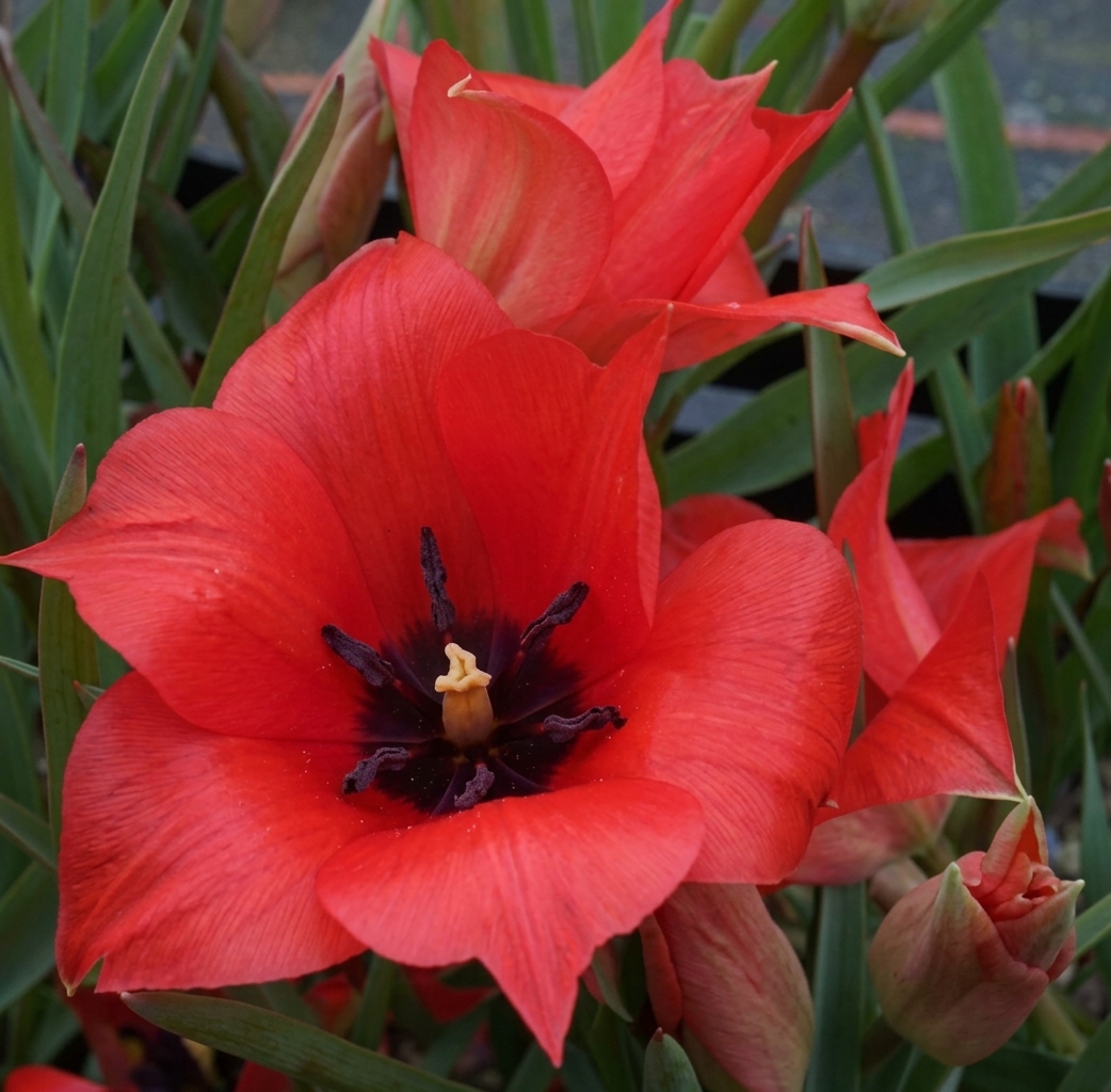 Tulipa linifolia 