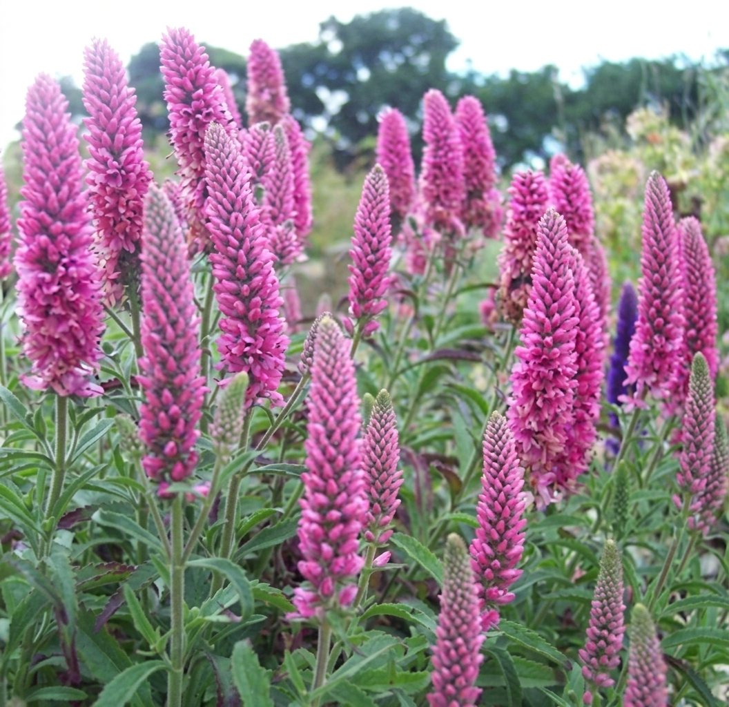 Veronica spicata 'Heidekind' 