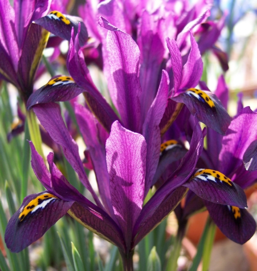 Iris reticulata 'J.S. Dijt' 