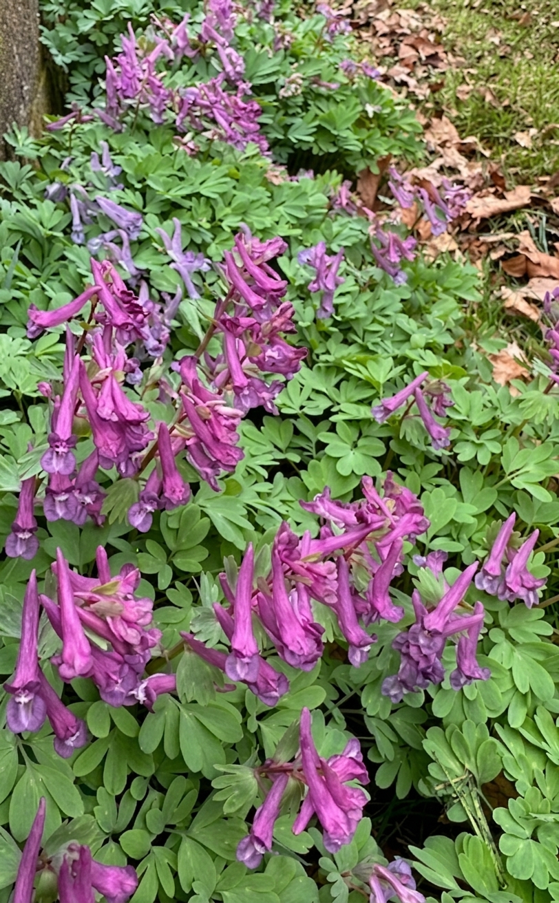 Corydalis solida